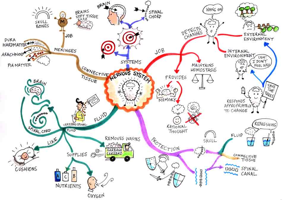 human biology essay structure